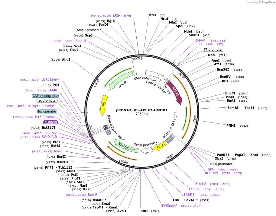 85824-plasmid-map-sequence-id-173701