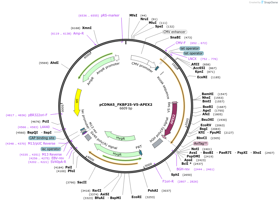 83418-plasmid-map-sequence-id-173703
