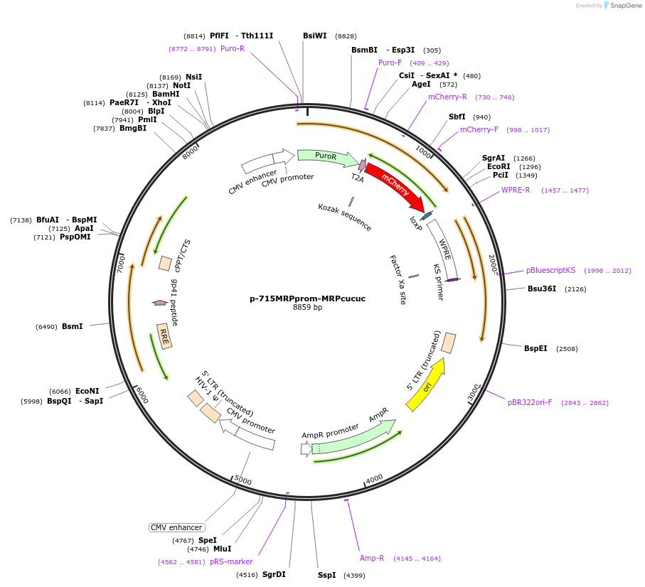 87199-plasmid-map-sequence-id-173709