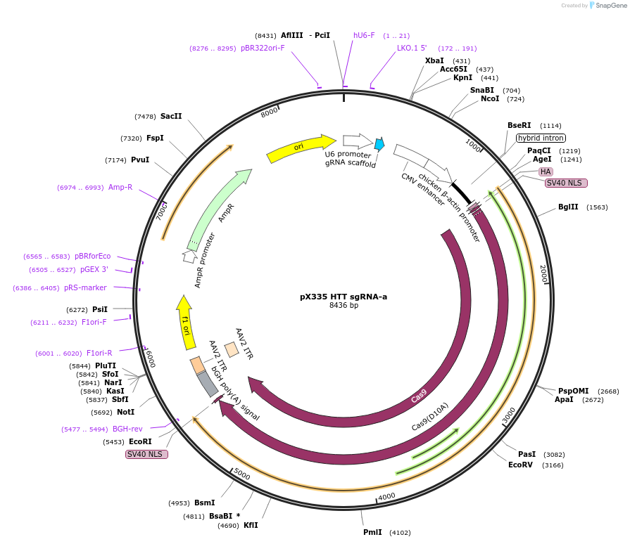 87201-plasmid-map-sequence-id-173797