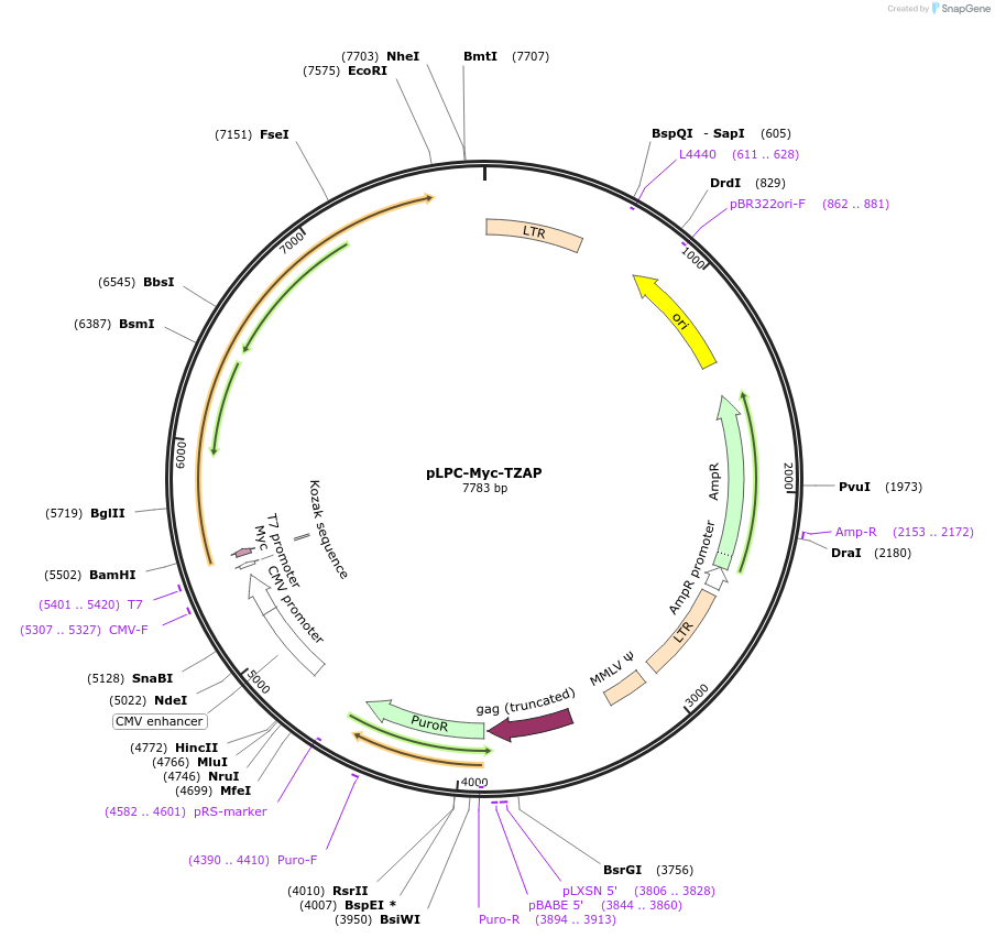 87175-plasmid-map-sequence-id-173802