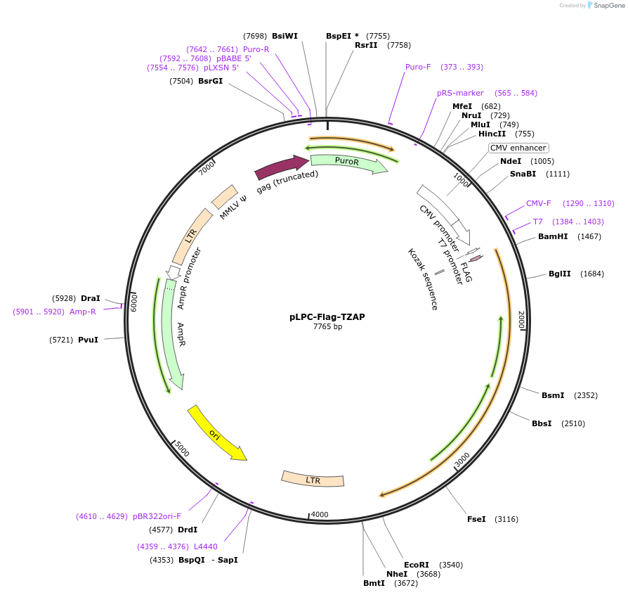 87176-plasmid-map-sequence-id-173803