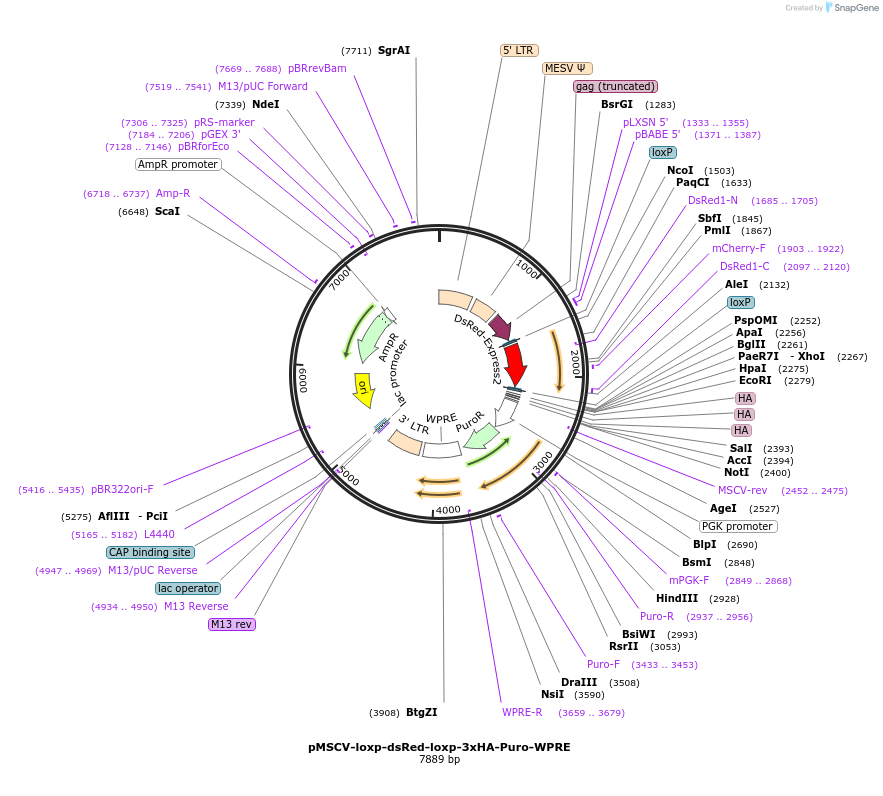 32703-plasmid-map-sequence-id-173805