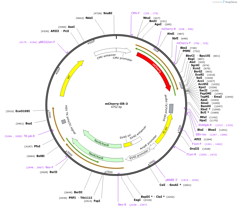 55041-plasmid-map-sequence-id-173833