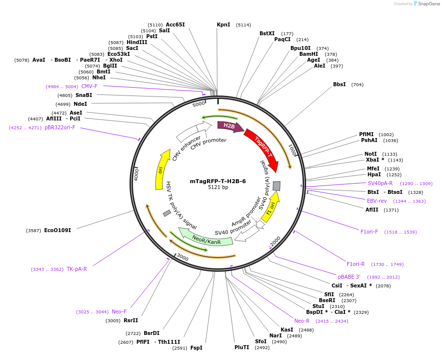 58019-plasmid-map-sequence-id-173834