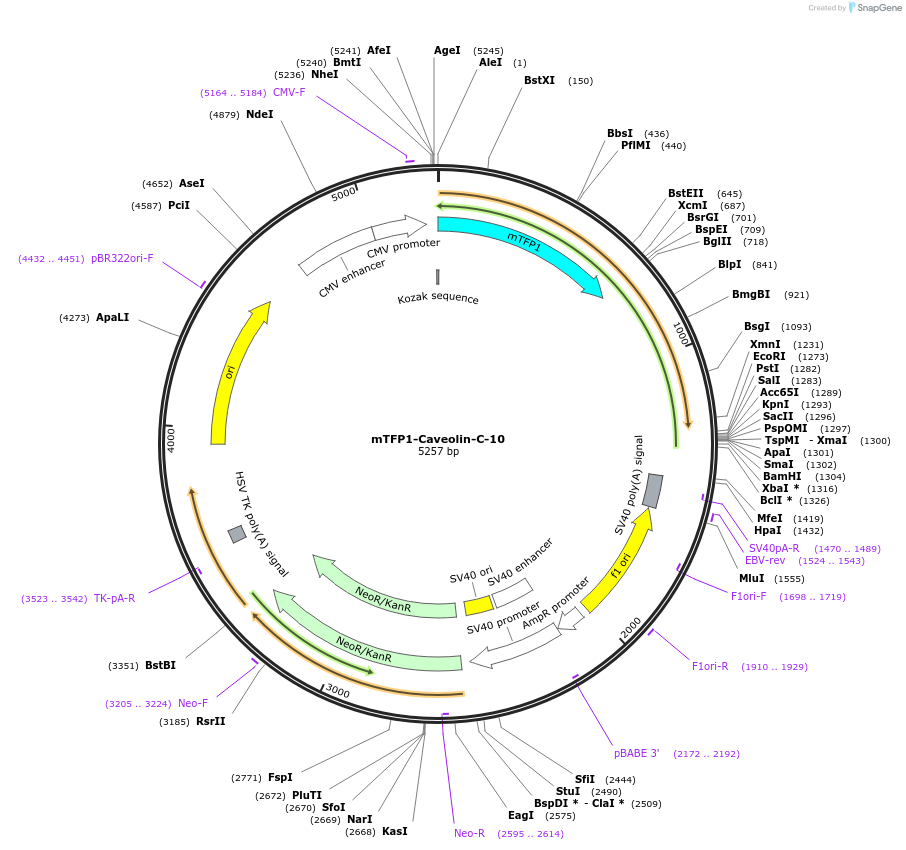 55468-plasmid-map-sequence-id-173835