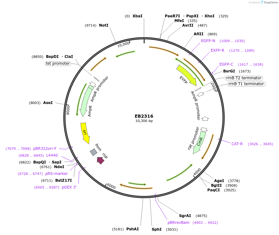 87753-plasmid-map-sequence-id-173840