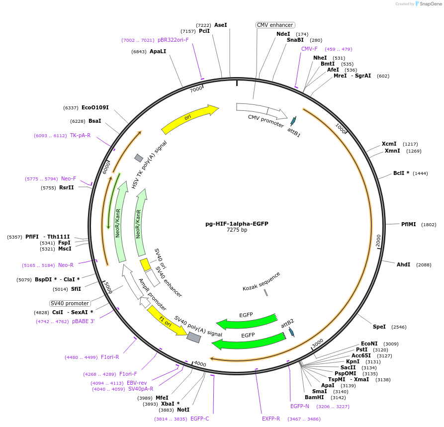 87204-plasmid-map-sequence-id-173844