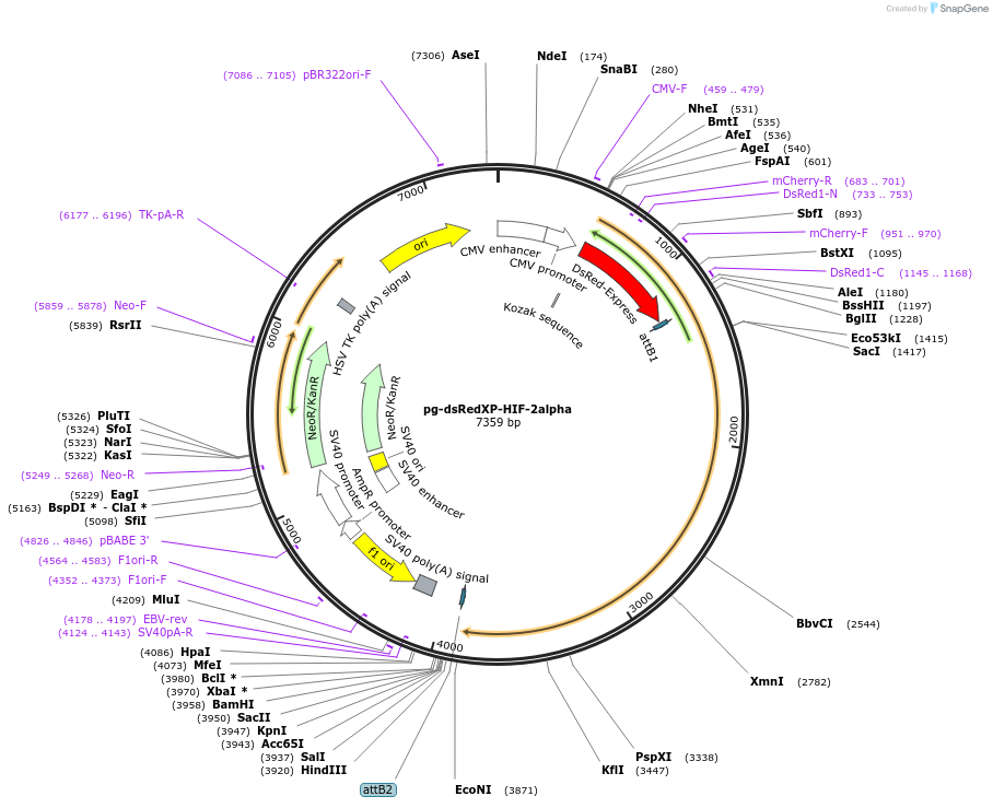 87209-plasmid-map-sequence-id-173855