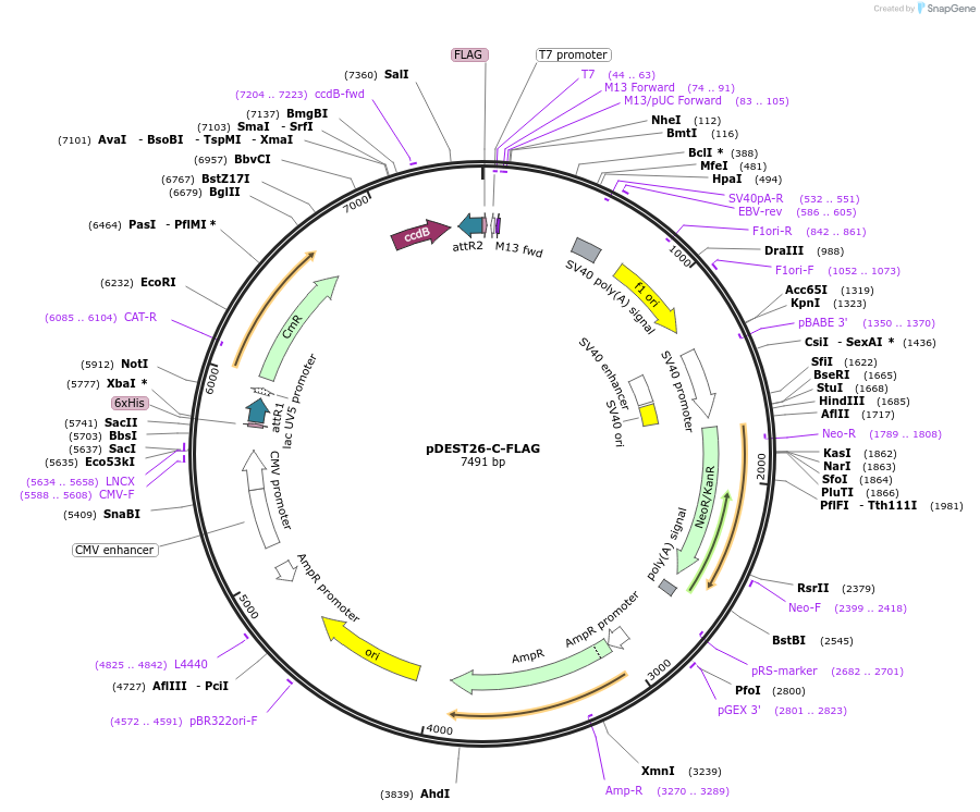 79275-plasmid-map-sequence-id-173859