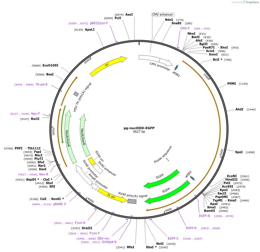 87212-plasmid-map-sequence-id-173860