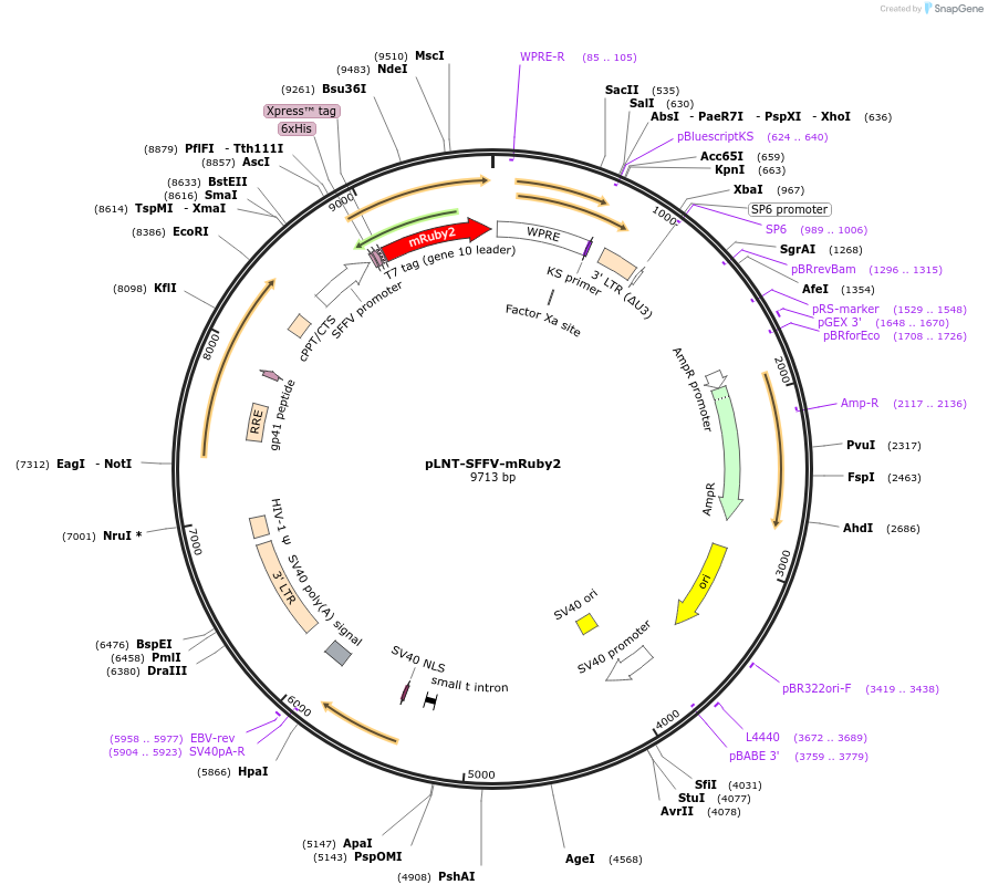 87217-plasmid-map-sequence-id-173864