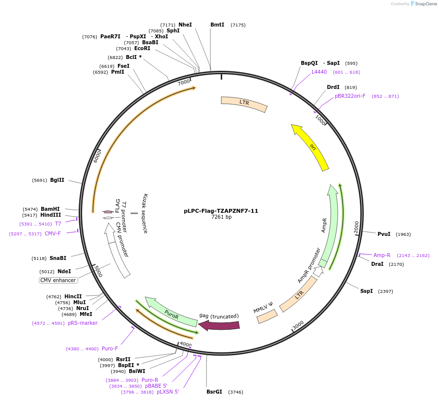 87182-plasmid-map-sequence-id-173867