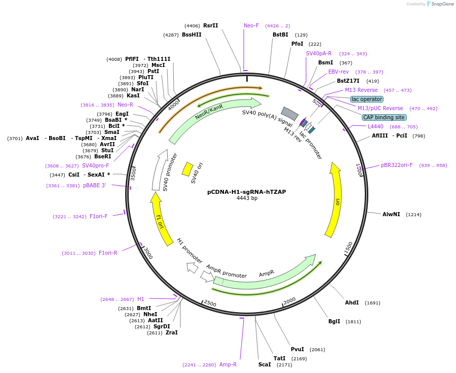 87186-plasmid-map-sequence-id-173874