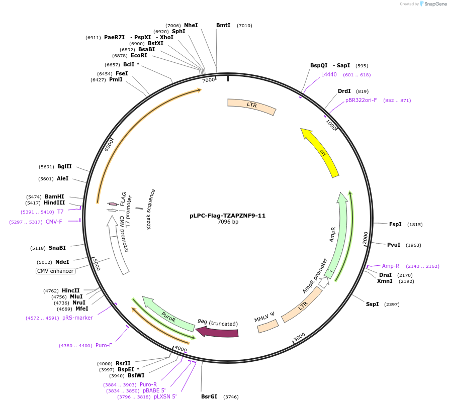 87184-plasmid-map-sequence-id-173878
