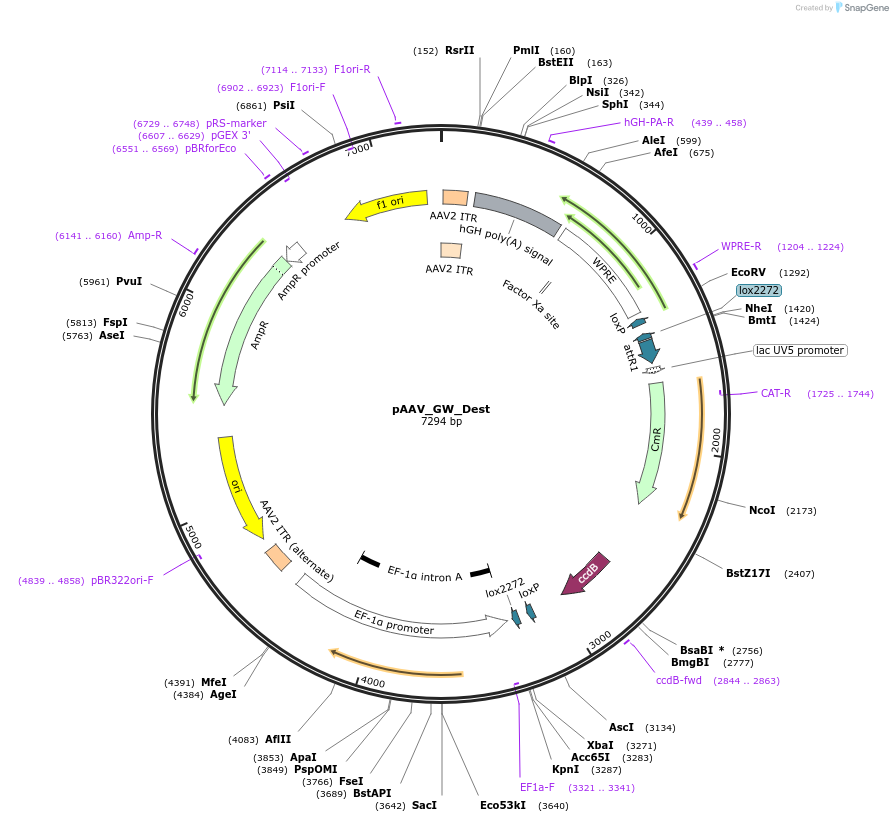 86955-plasmid-map-sequence-id-173896