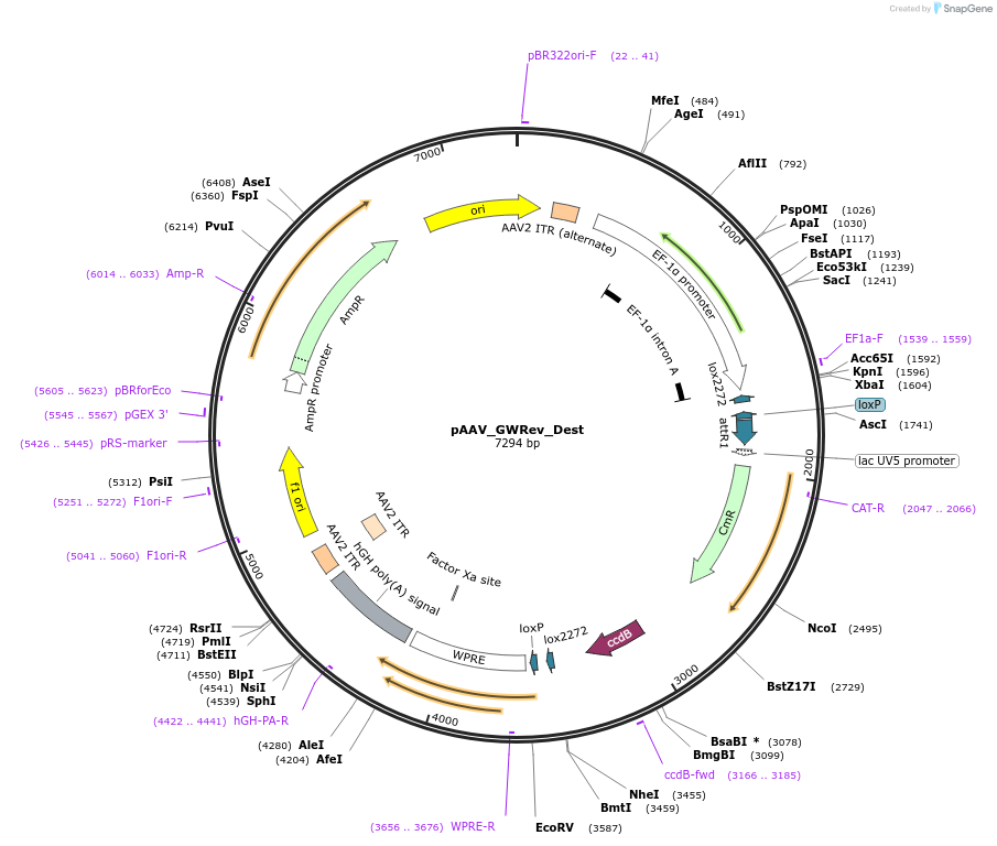 86954-plasmid-map-sequence-id-173897