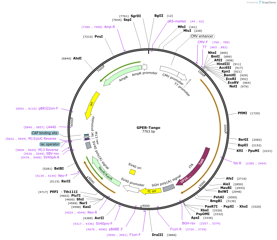66299-plasmid-map-sequence-id-173899
