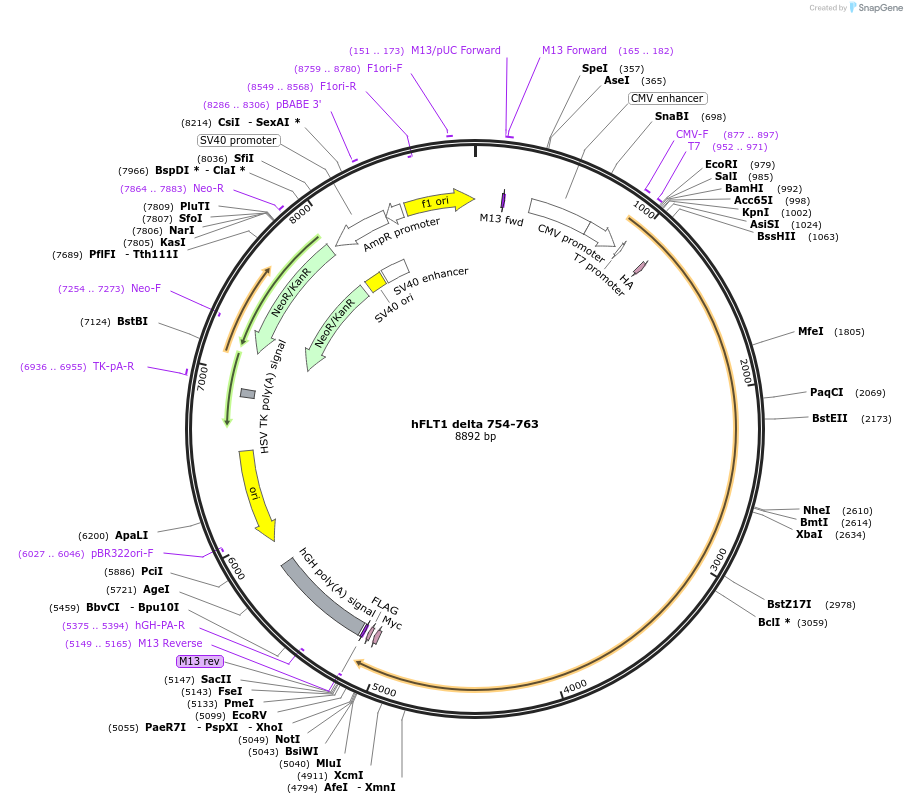 86035-plasmid-map-sequence-id-173906