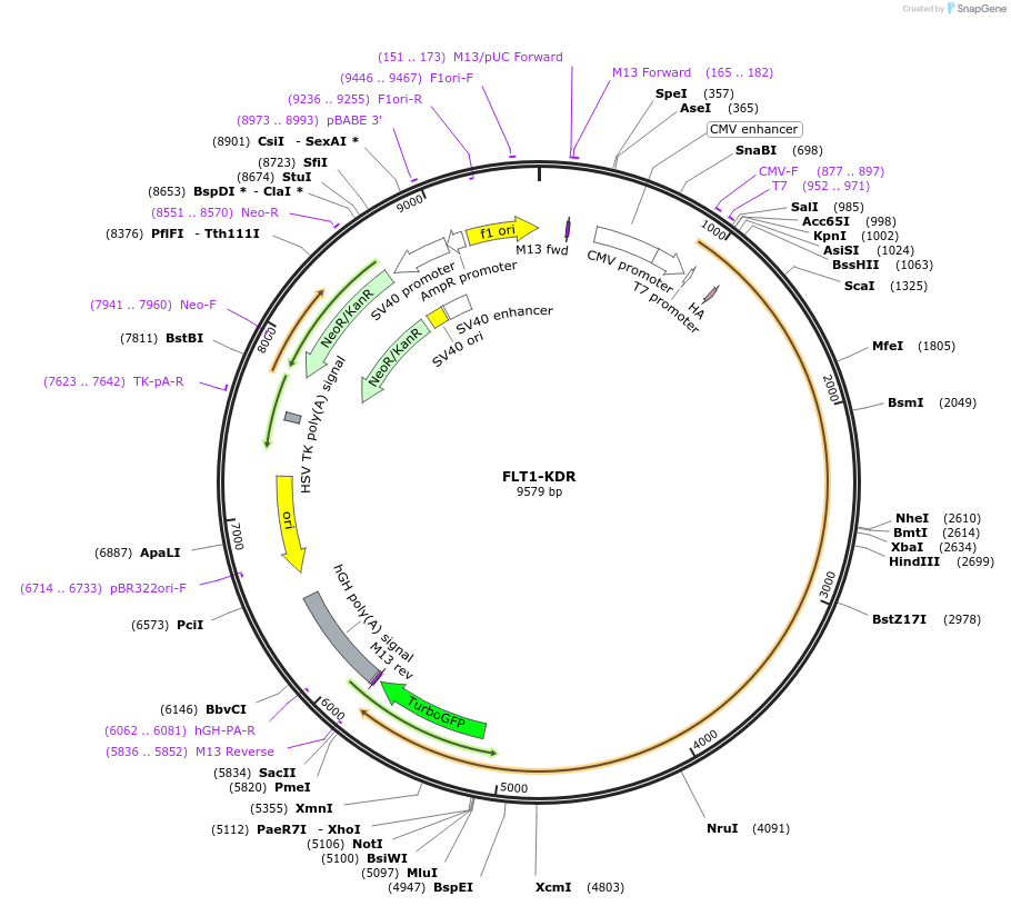 86034-plasmid-map-sequence-id-173914