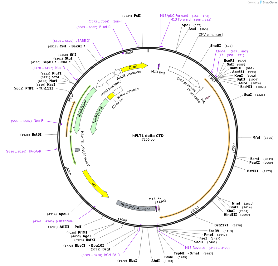 86036-plasmid-map-sequence-id-173930
