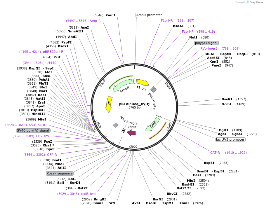 86386-plasmid-map-sequence-id-173933