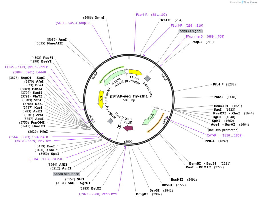 86381-plasmid-map-sequence-id-173935