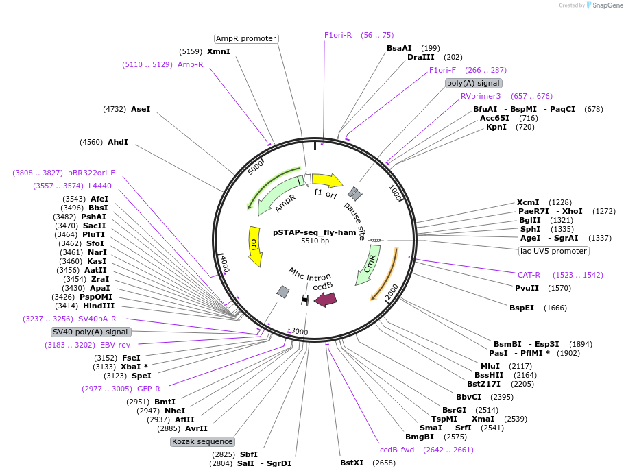 86383-plasmid-map-sequence-id-173939