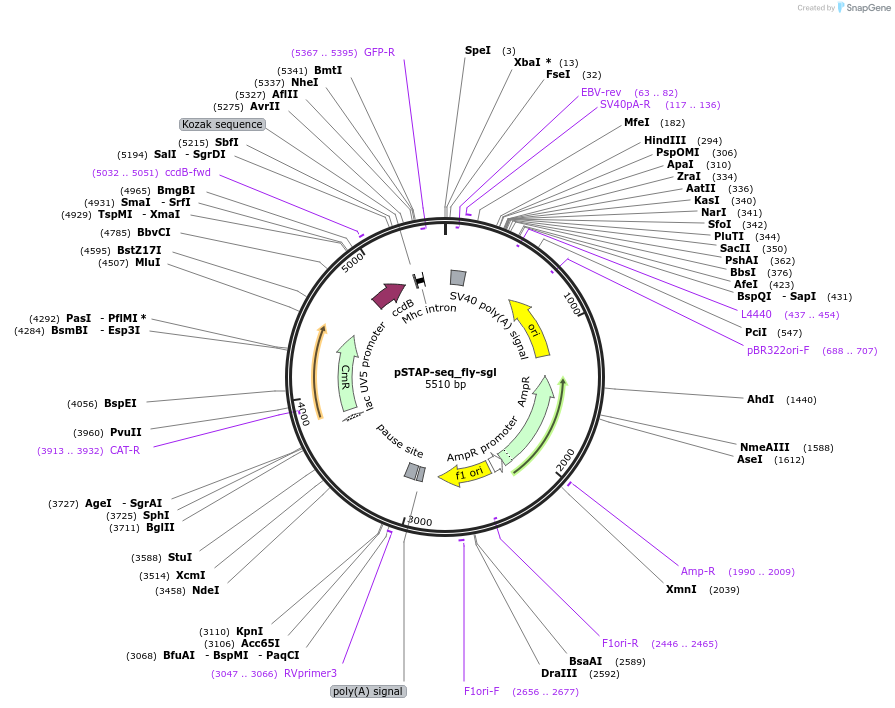 86384-plasmid-map-sequence-id-173940