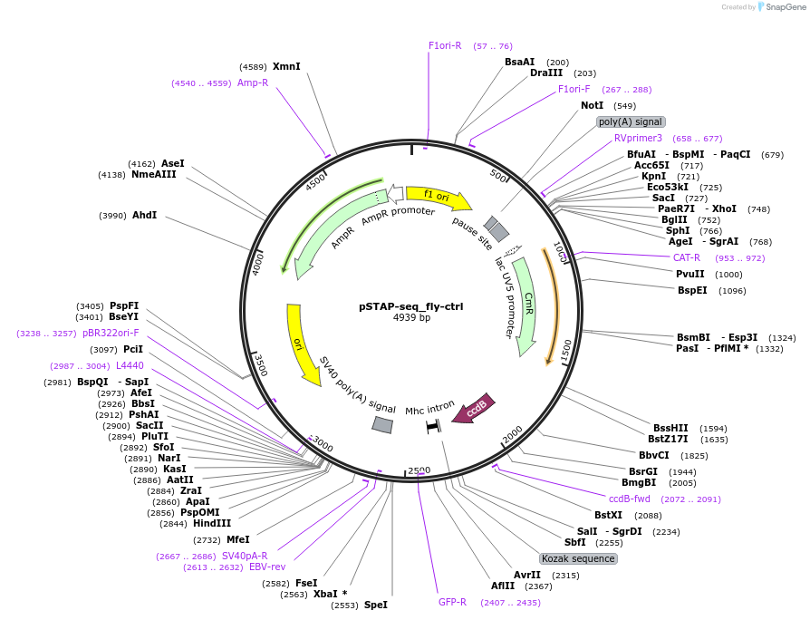 86380-plasmid-map-sequence-id-173941