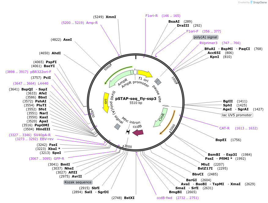 86382-plasmid-map-sequence-id-173943