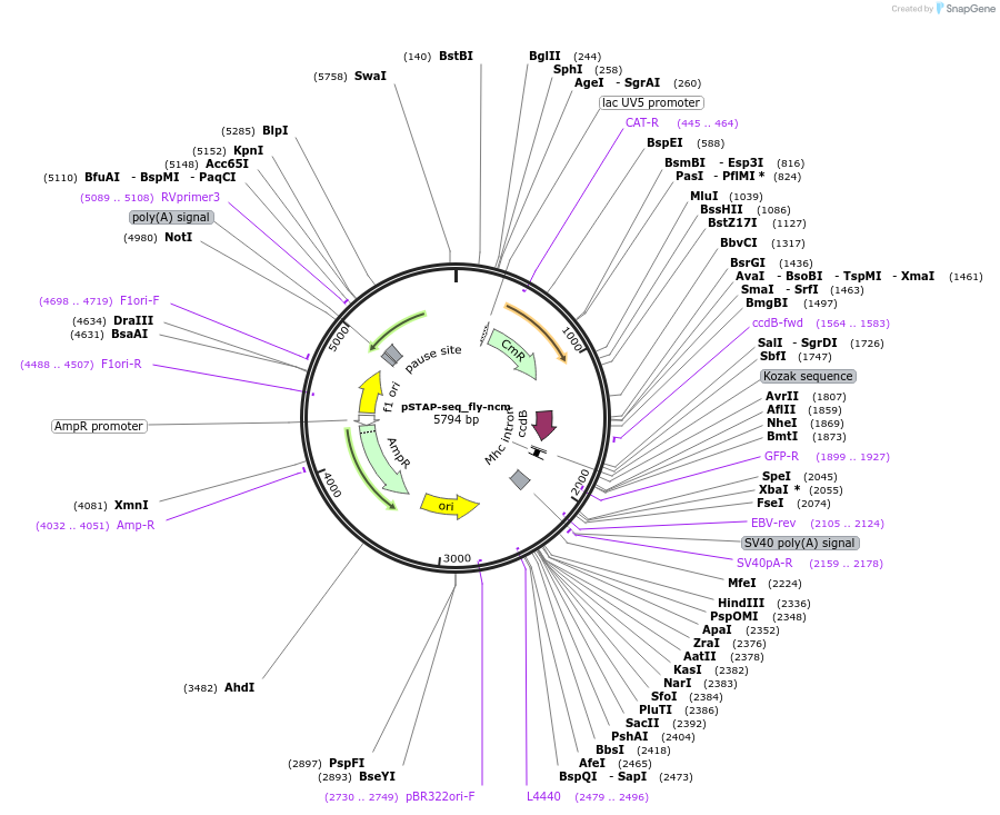 86385-plasmid-map-sequence-id-173945