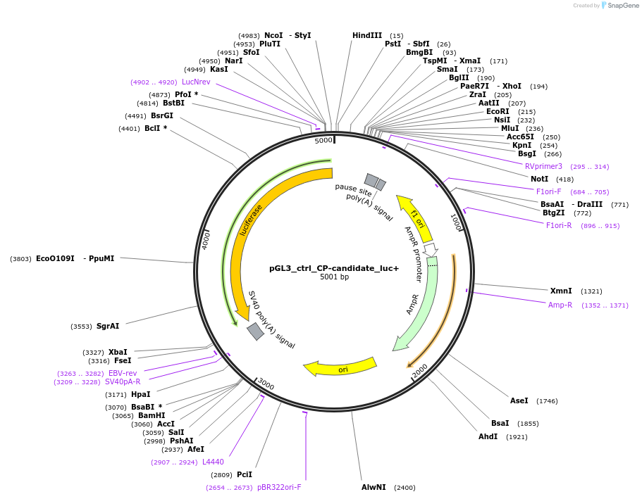 86392-plasmid-map-sequence-id-173946