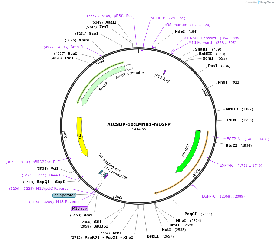 87422-plasmid-map-sequence-id-173949
