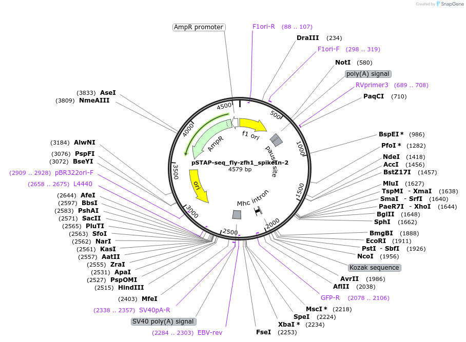 86388-plasmid-map-sequence-id-173955