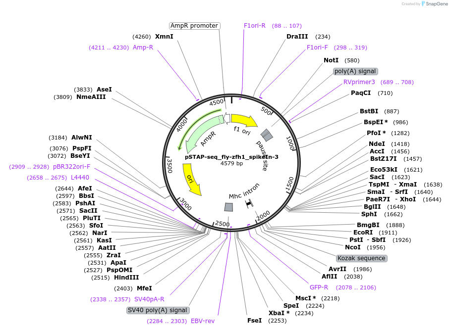 86389-plasmid-map-sequence-id-173956