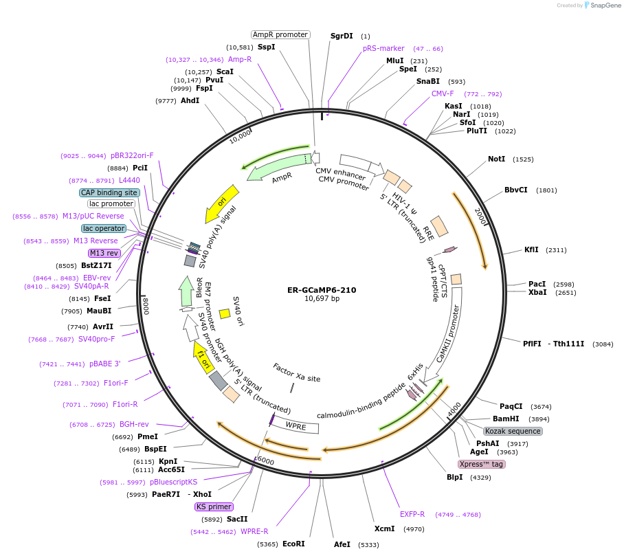 86919-plasmid-map-sequence-id-173963