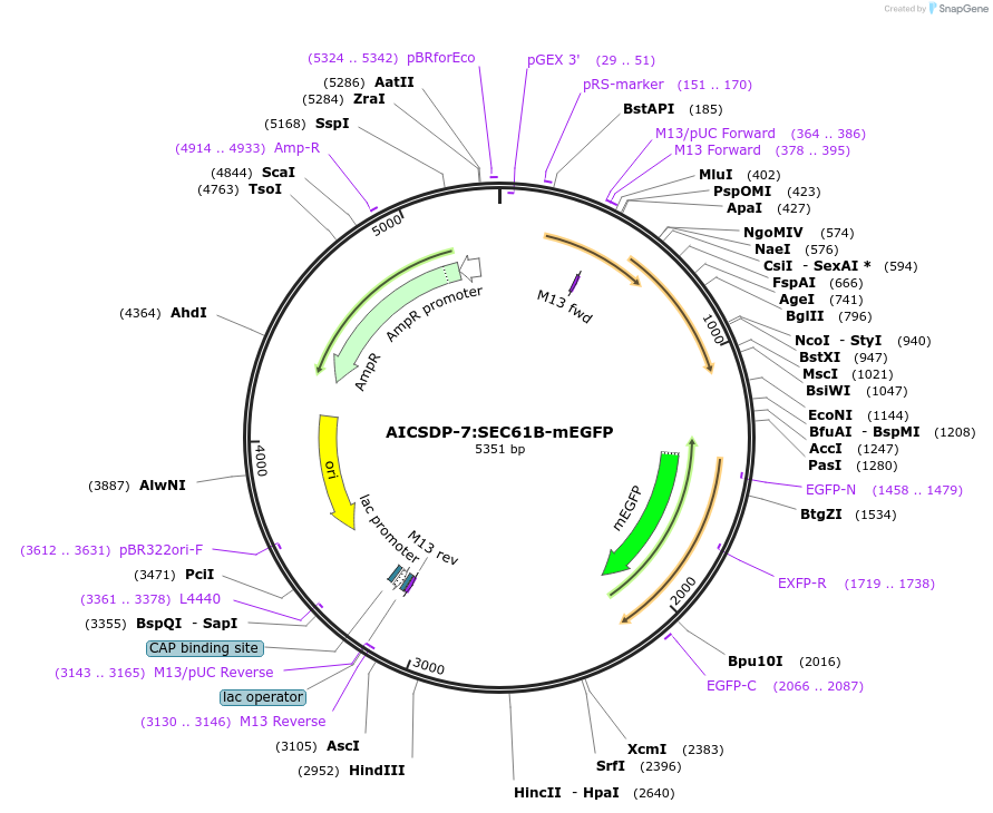 87426-plasmid-map-sequence-id-173967