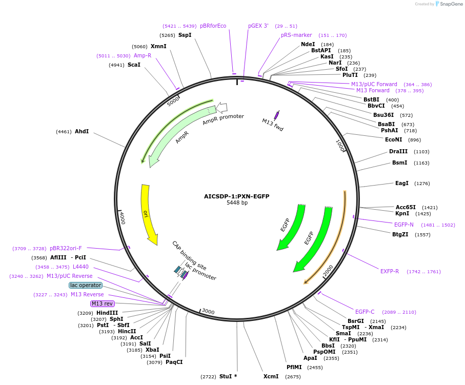 87420-plasmid-map-sequence-id-173974