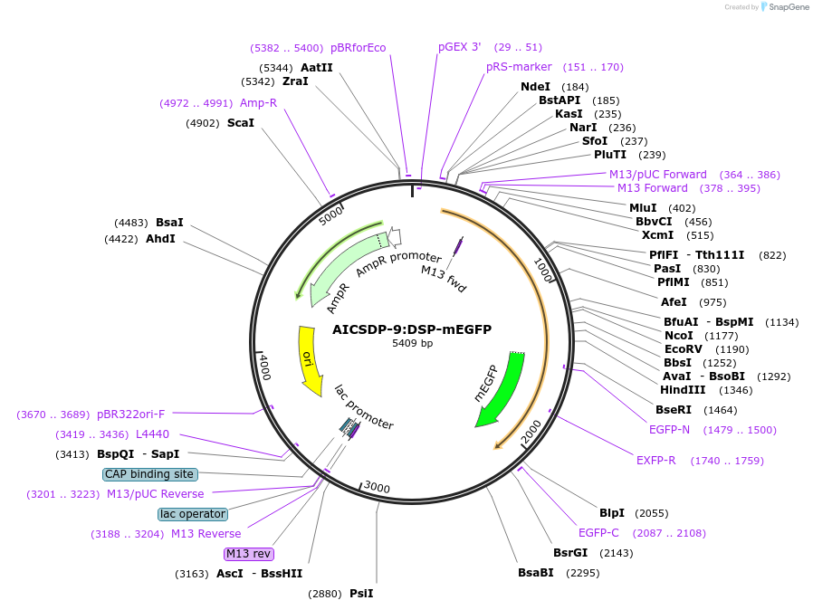 87424-plasmid-map-sequence-id-173979