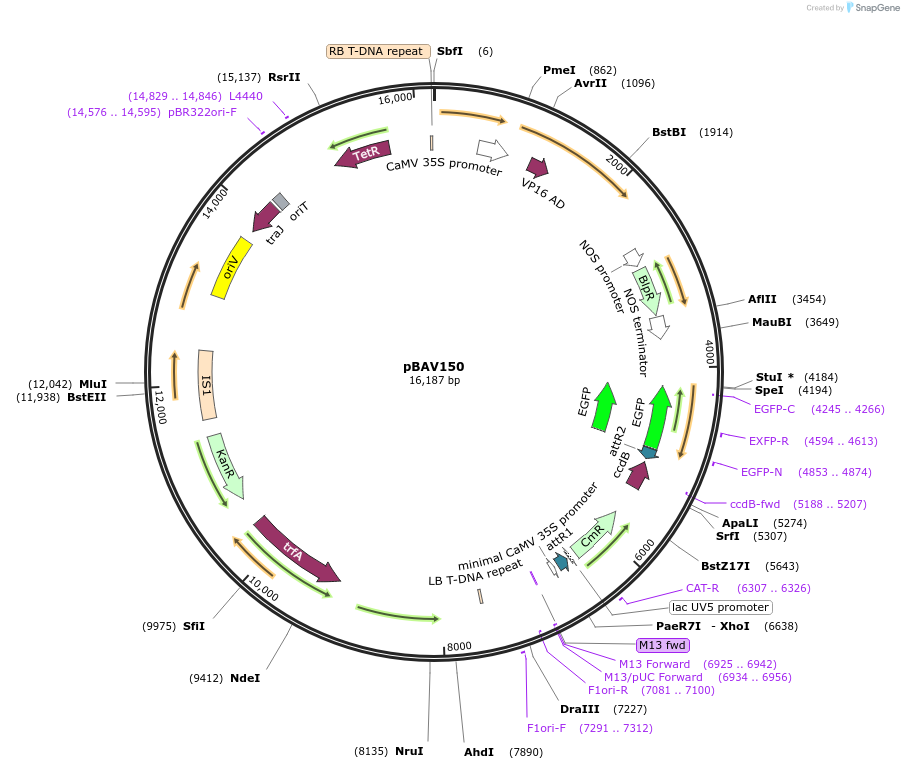 79764-plasmid-map-sequence-id-173990