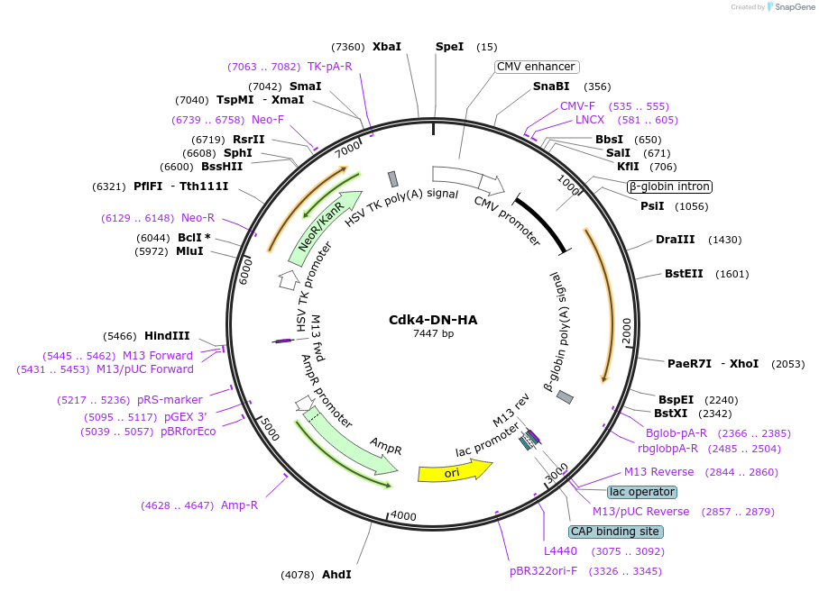 1877-plasmid-map-sequence-id-173994