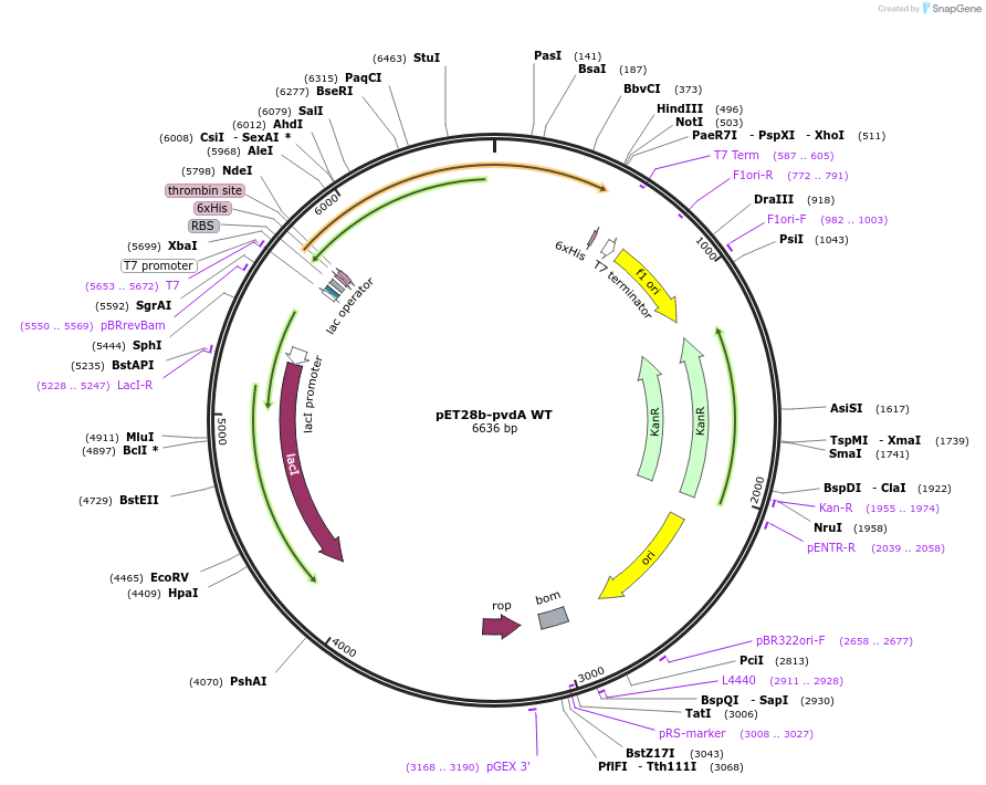 87098-plasmid-map-sequence-id-173997