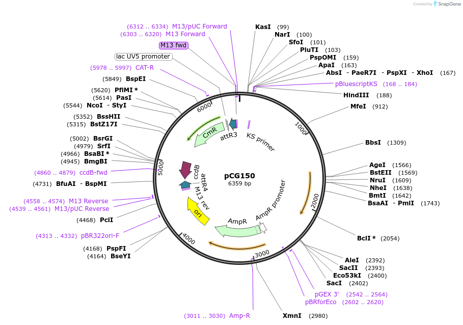 17247-plasmid-map-sequence-id-174001