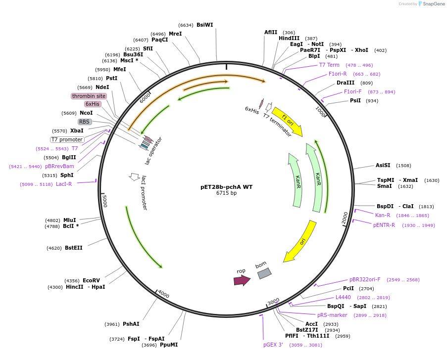 87102-plasmid-map-sequence-id-174008