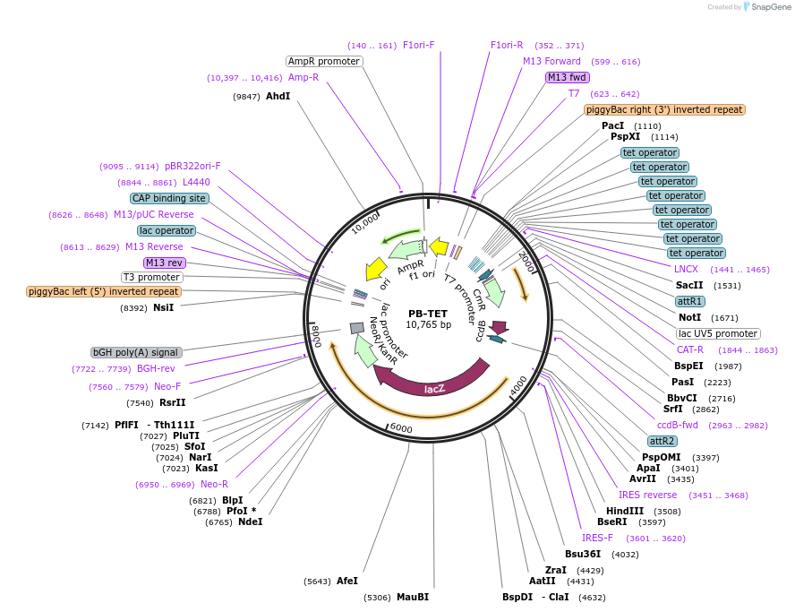 20909-plasmid-map-sequence-id-174009