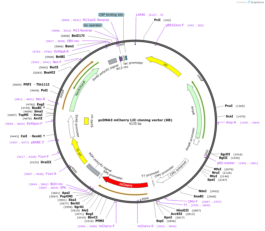 30125-plasmid-map-sequence-id-174010