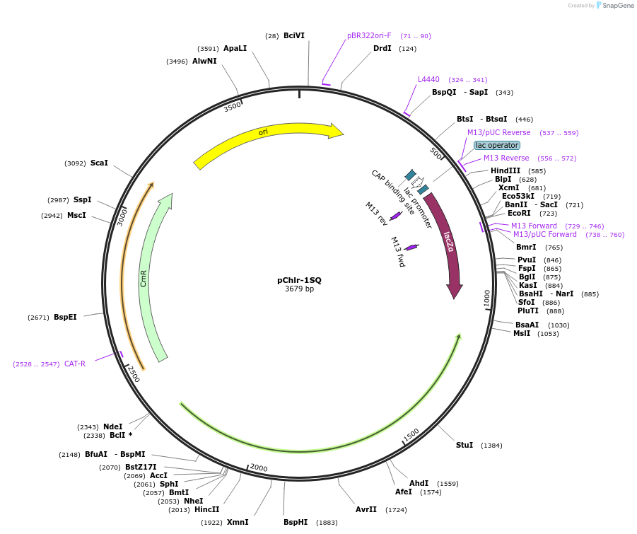 52139-plasmid-map-sequence-id-174013