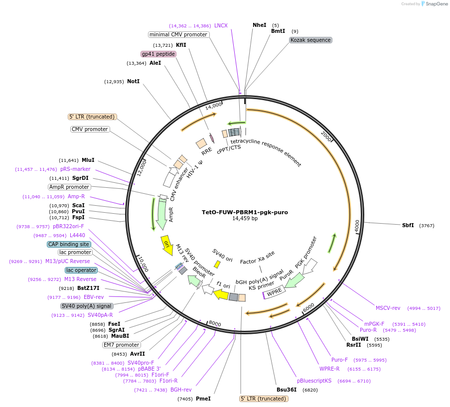85746-plasmid-map-sequence-id-174058