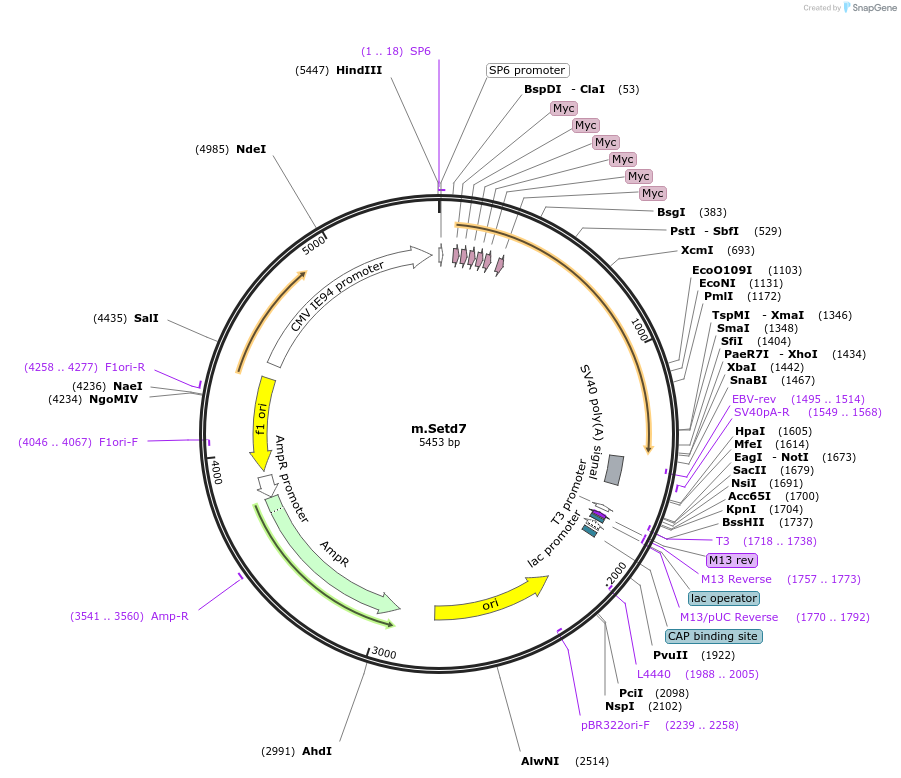 87131-plasmid-map-sequence-id-174075